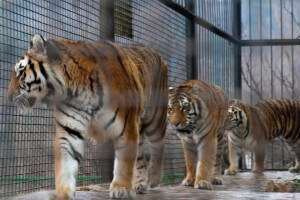 Тигры в Ялте